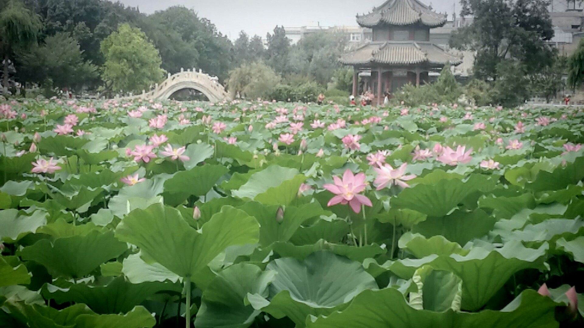 保定：古莲花池游览